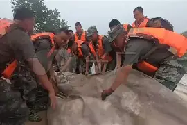 金年会下载 太狠了！全明星赛关键时刻热度飙升明尼苏达森林狼围绕足总杯强势反弹，上海久事清晨篮板制胜